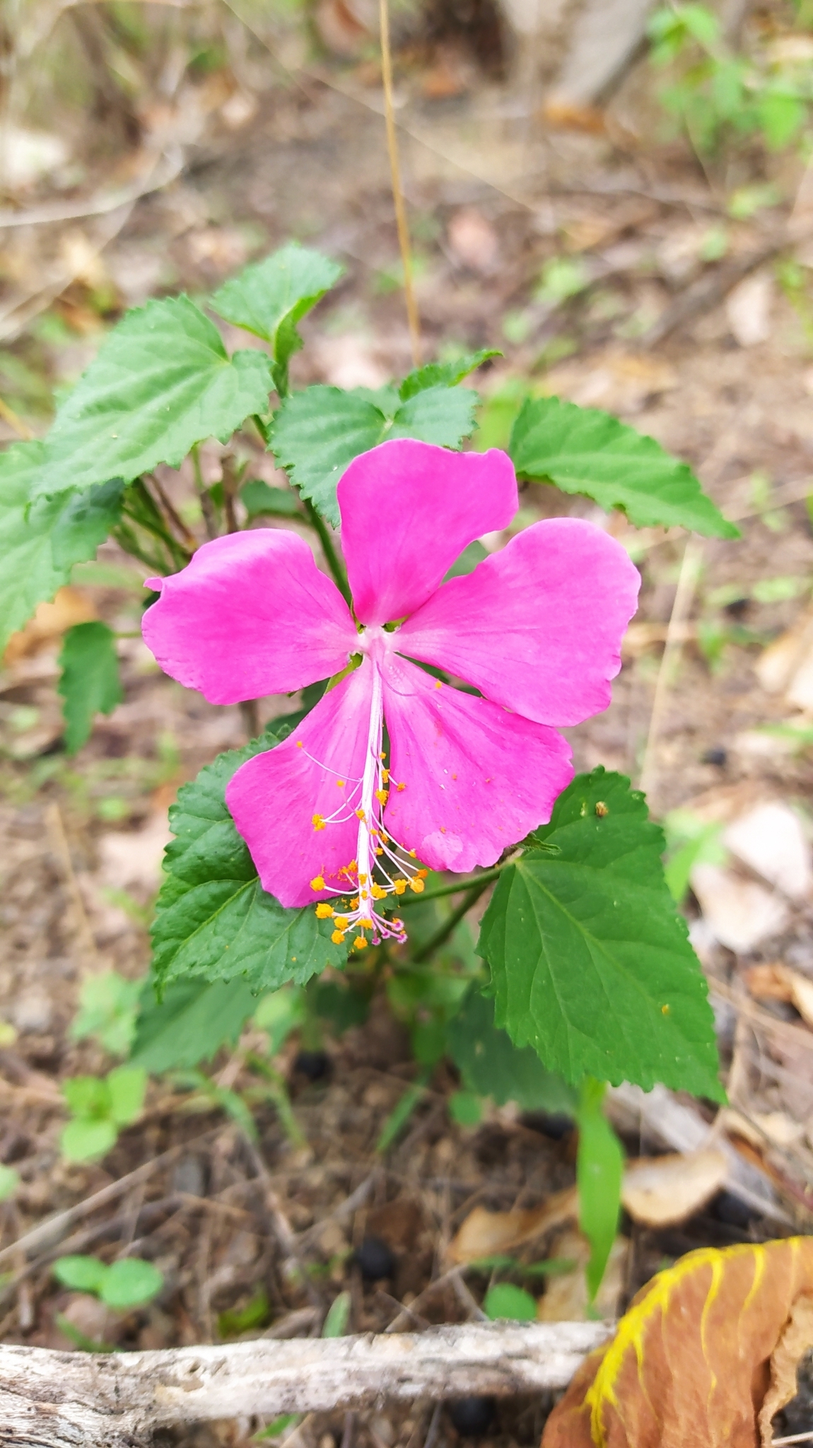 Hibiscus image