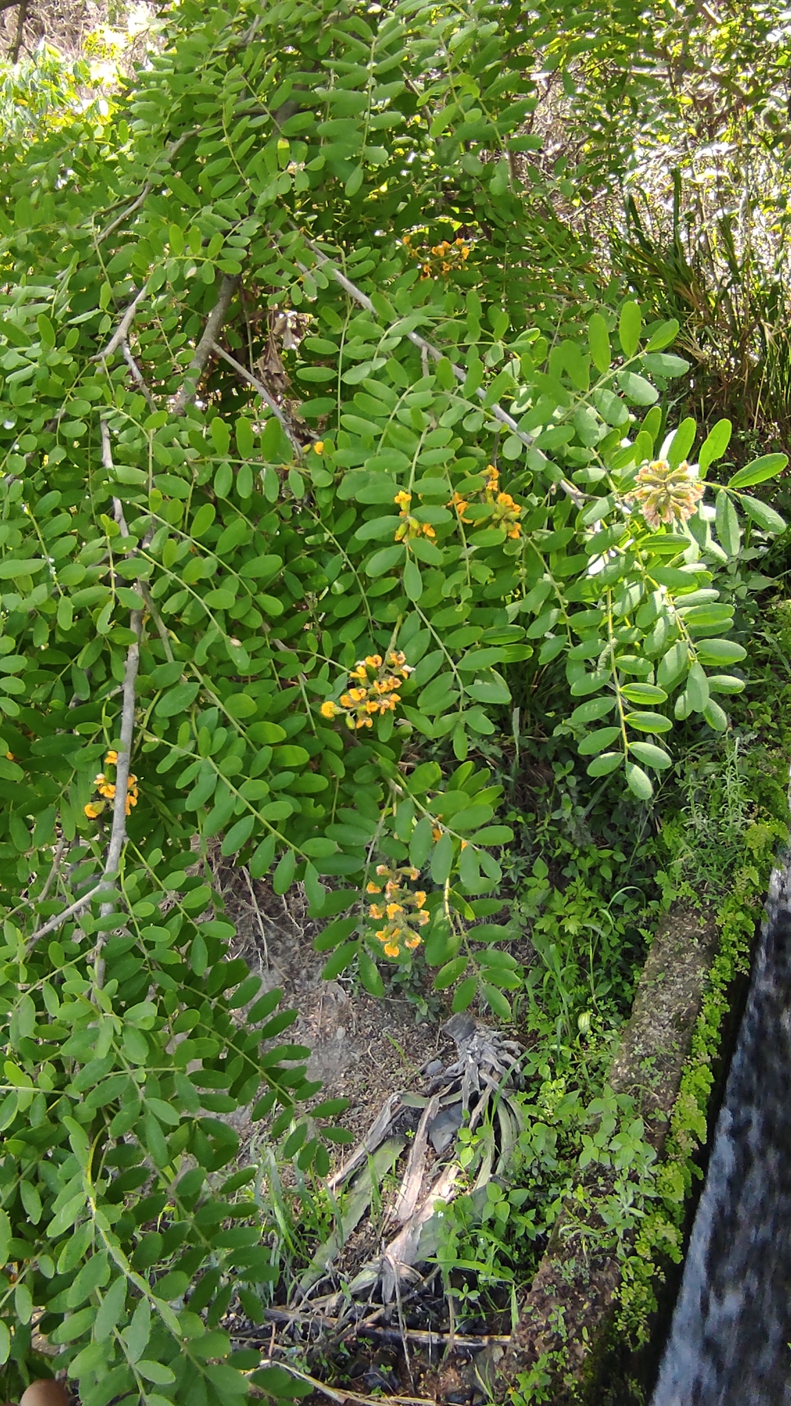 Geoffroea image