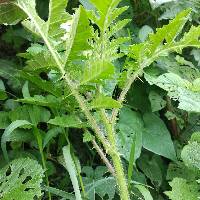 Solanum sisymbriifolium image