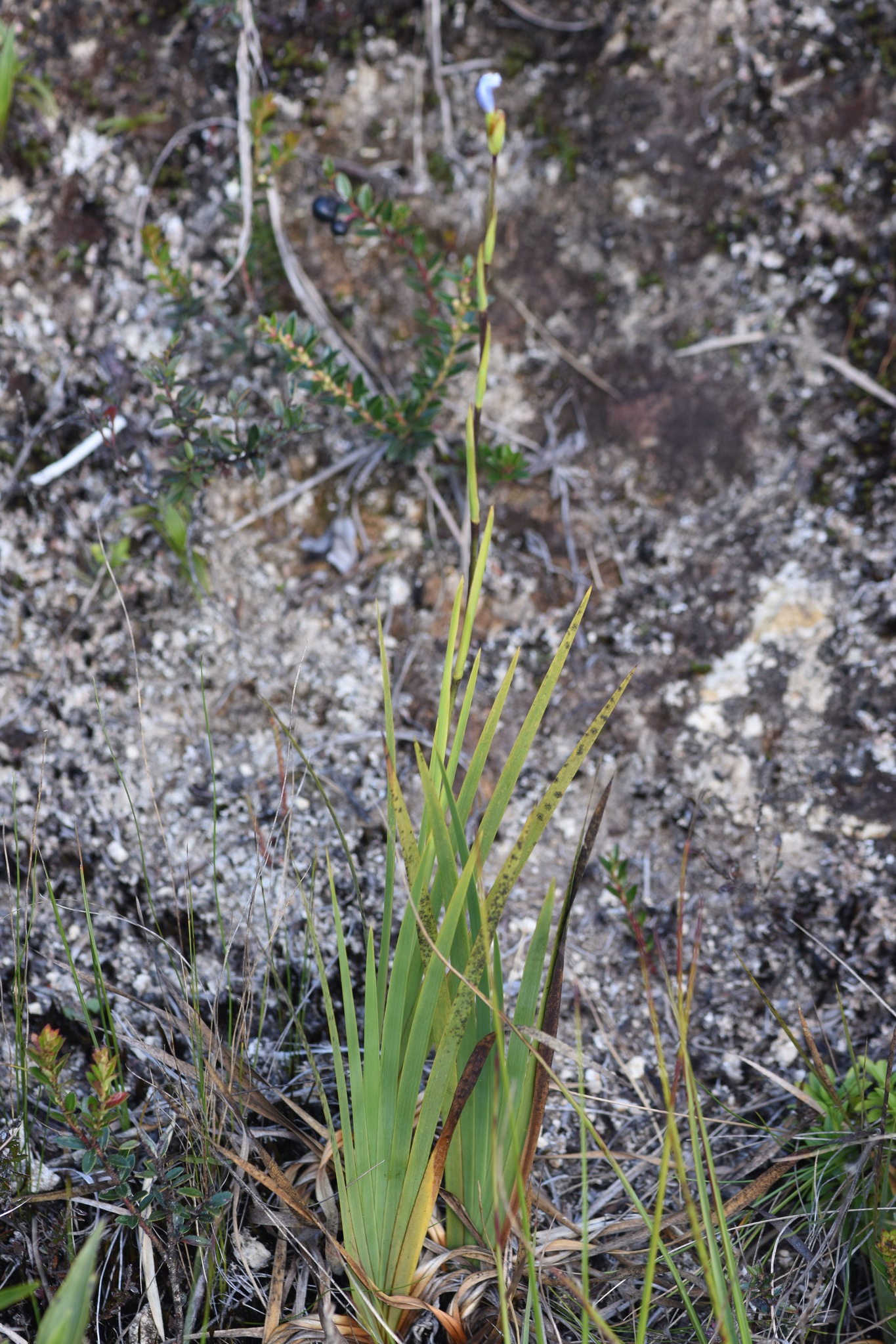 Iridaceae image