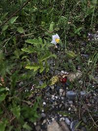 Solanum sisymbriifolium image