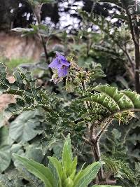 Solanum sisymbriifolium image