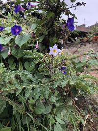 Solanum sisymbriifolium image