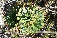 Valeriana rigida image