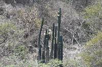 Trichocereus macrogonus image