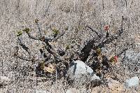 Jatropha macrantha image