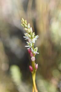 Media resource of Harperocallis falcata