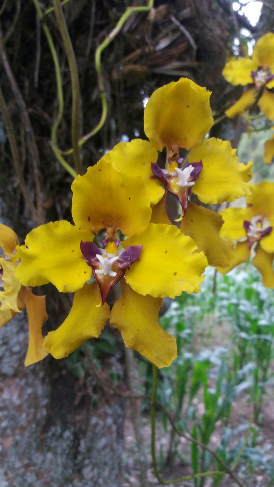 Cyrtochilum image