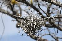 Tillandsia recurvata image