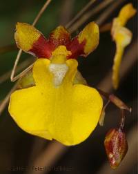Media resource of Oncidium cultratum