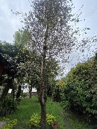 Prunus serotina image