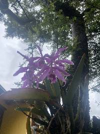 Cattleya maxima image