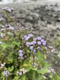 Ageratum conyzoides image
