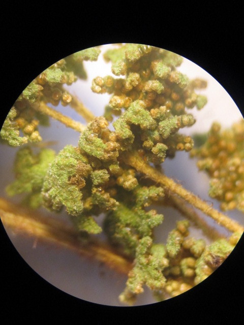 Anemia flexuosa image