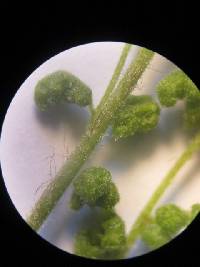 Media resource of Anemia flexuosa