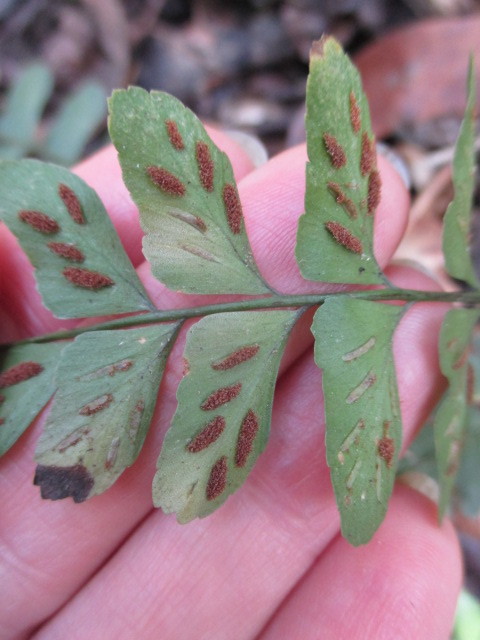 Aspleniaceae image