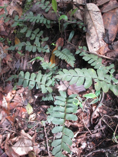 Asplenium ruizianum image