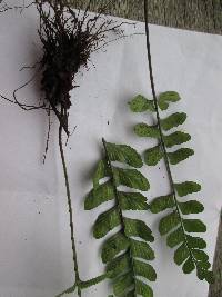Asplenium ruizianum image