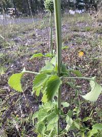 Leonotis nepetifolia image