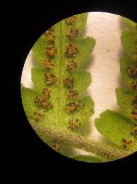 Media resource of Amauropelta opposita