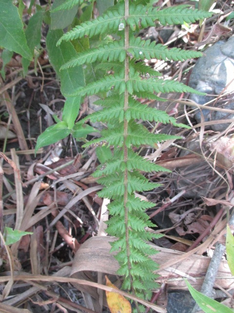 Thelypteridaceae image