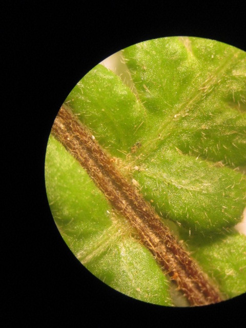 Amauropelta image