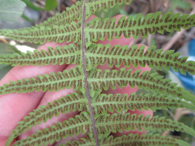 Amauropelta image