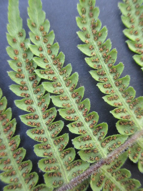 Amauropelta opposita image