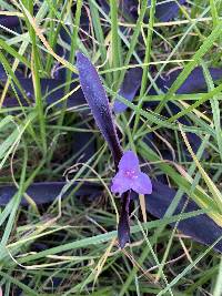 Tradescantia pallida image