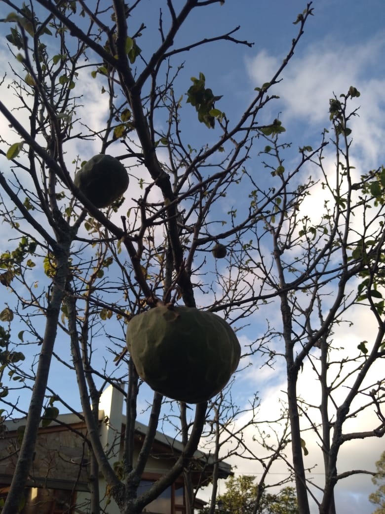 Annona image