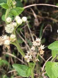 Ageratum conyzoides image