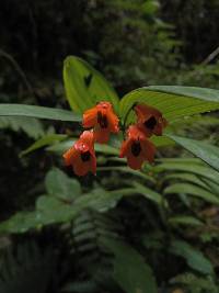 Bomarea distichifolia image