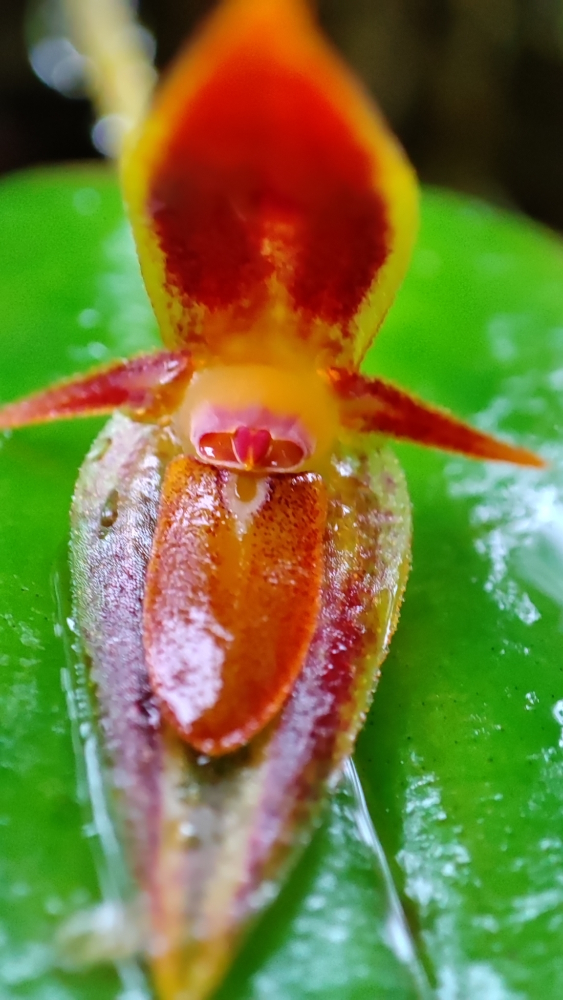 Pleurothallis coriacardia image