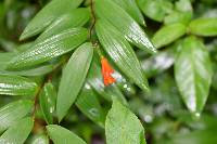 Bomarea distichifolia image