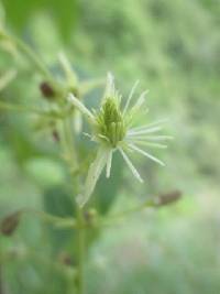 Media resource of Clematis haenkeana
