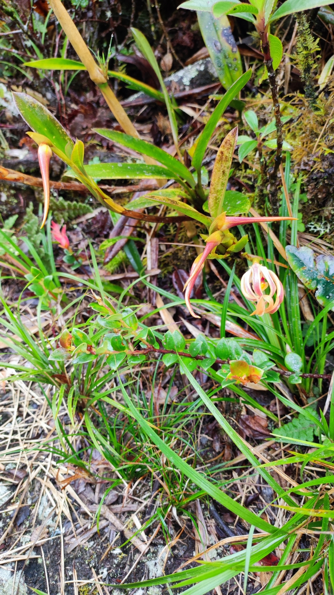 Maxillaria platyloba image