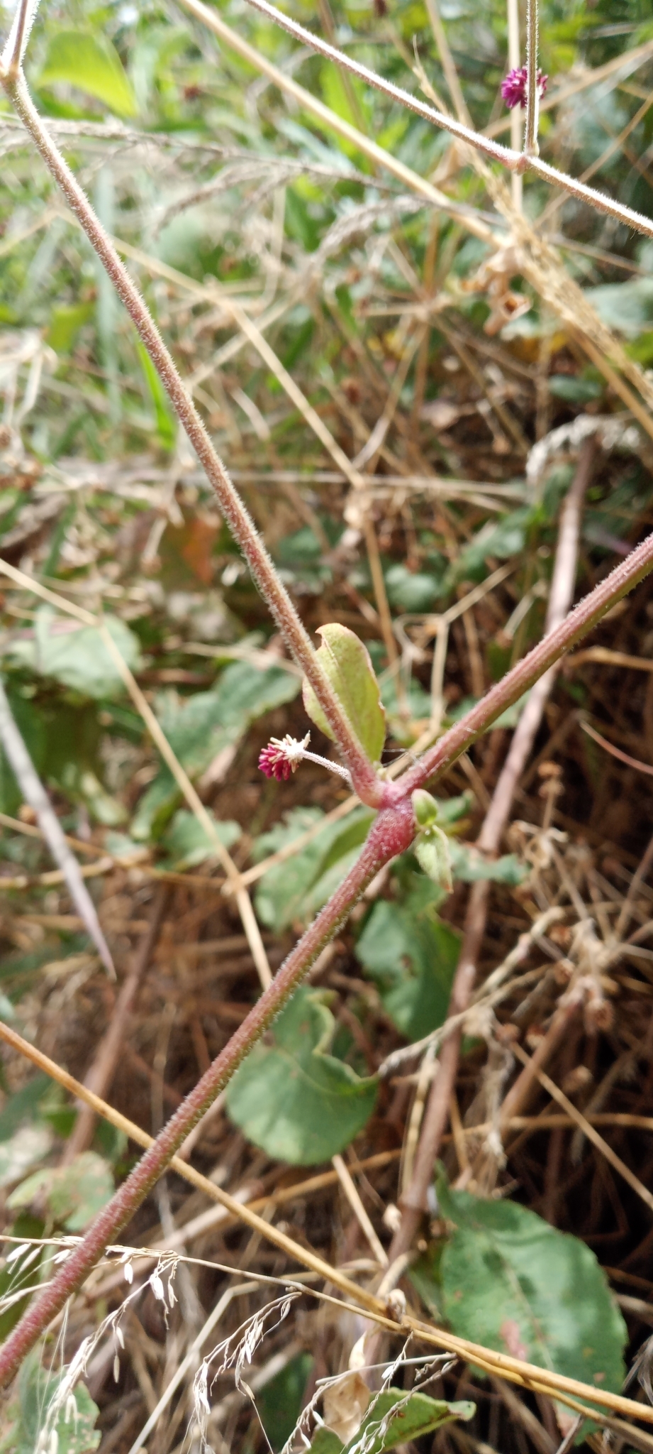 Alternanthera porrigens image