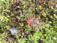 Castilleja arvensis image