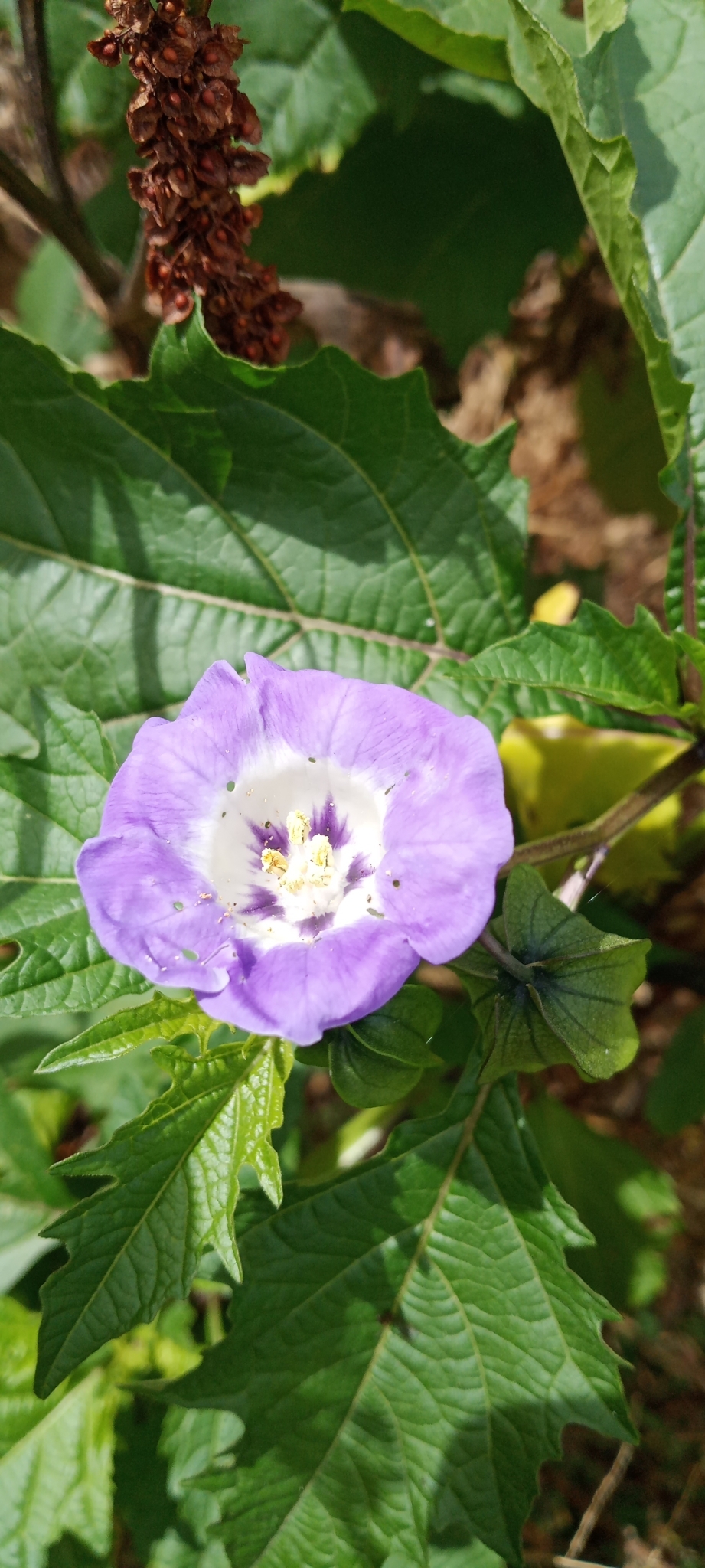 Nicandra image