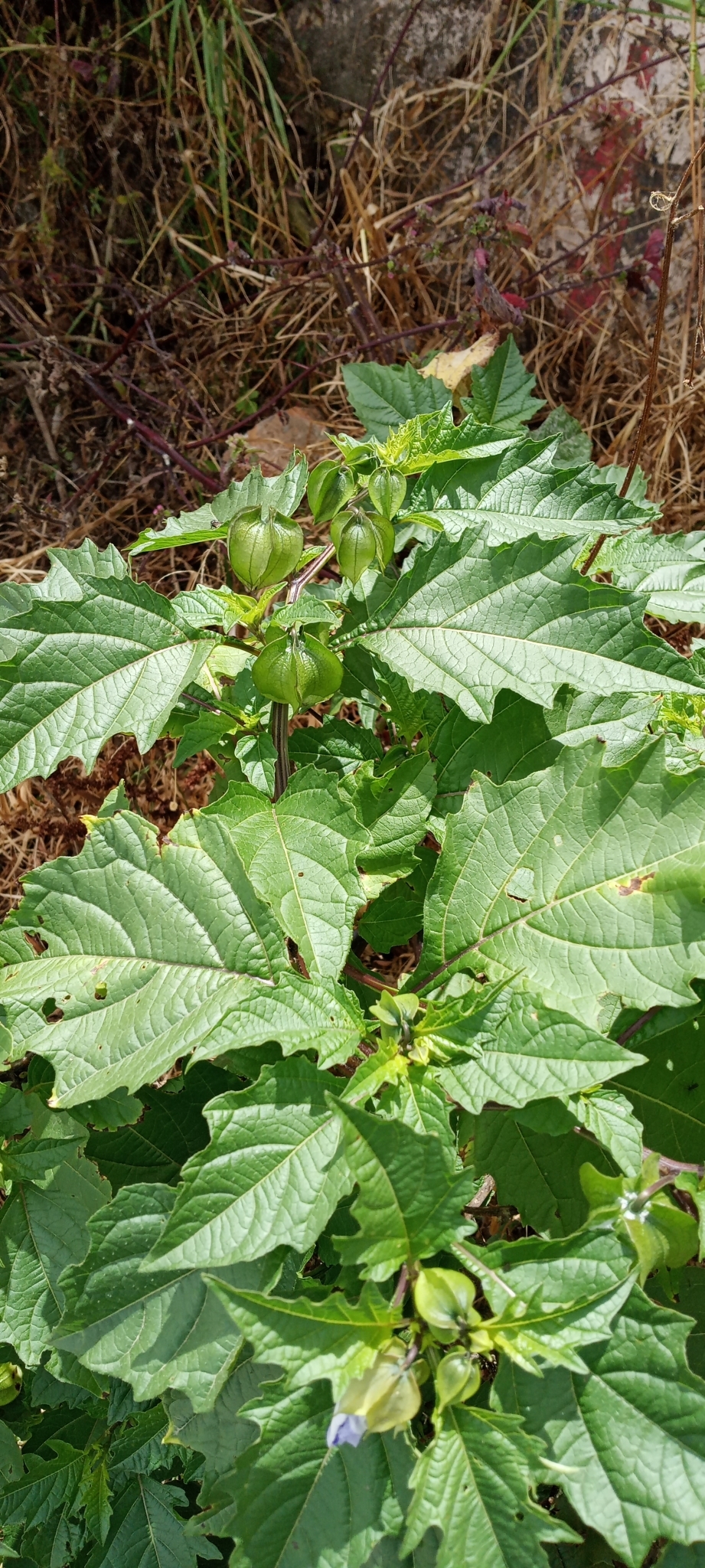 Nicandra image