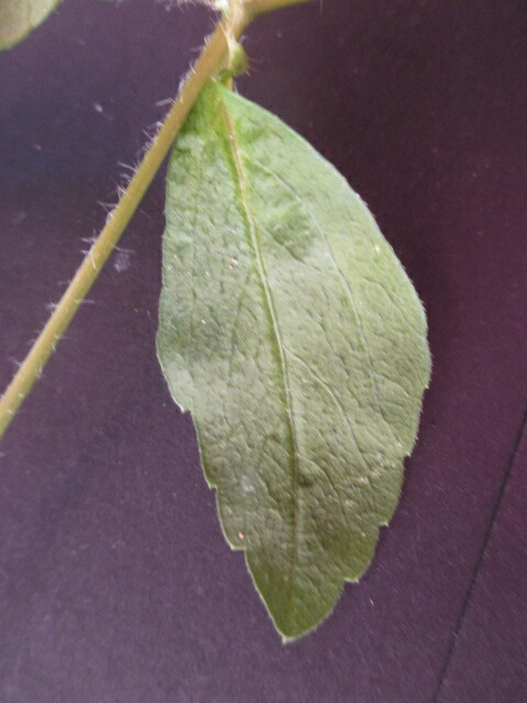 Heterosperma image