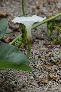 Media resource of Ipomoea asarifolia