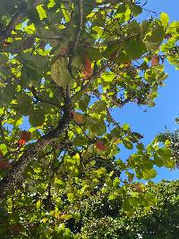 Media resource of Terminalia catappa