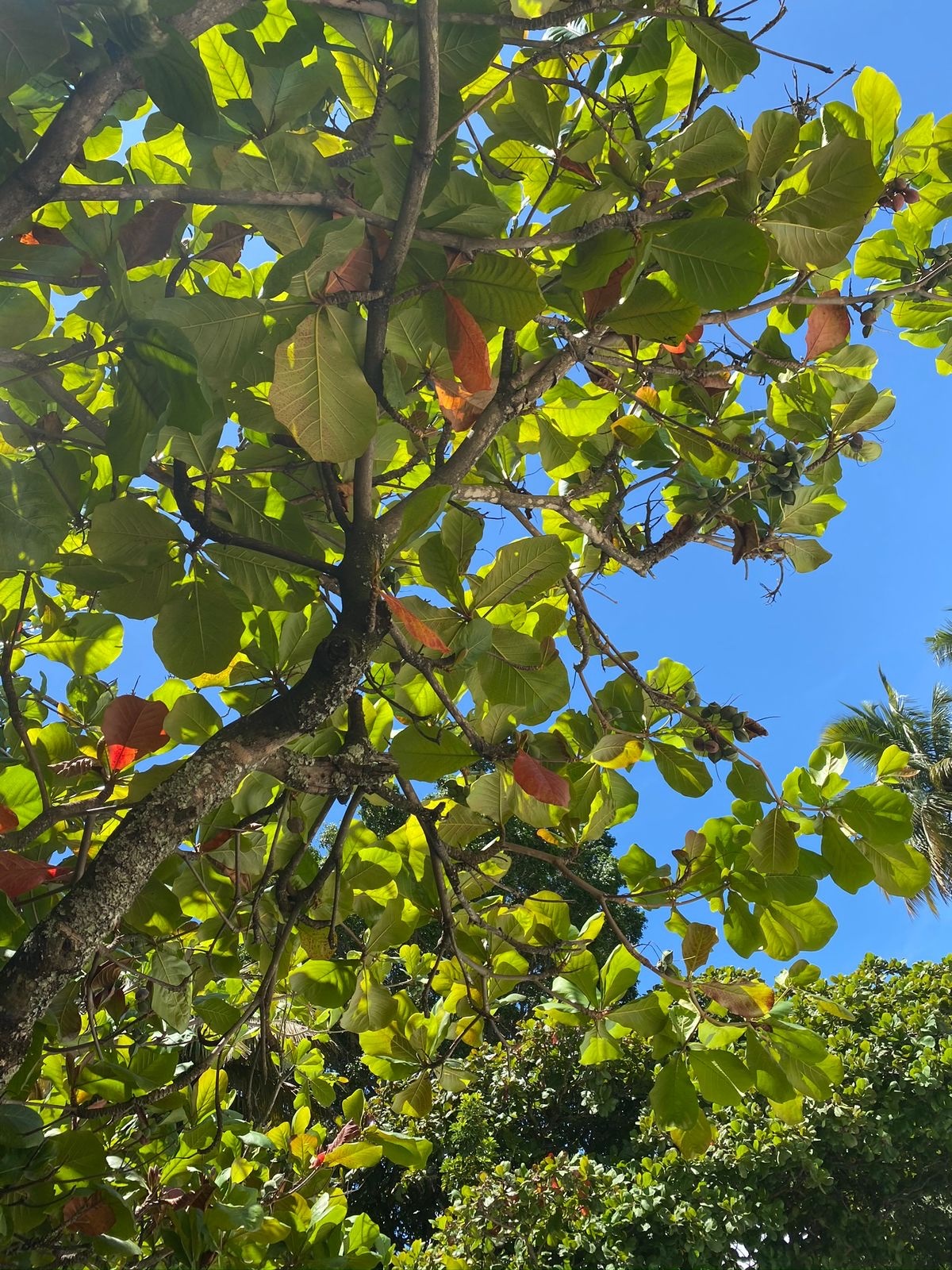 Terminalia image