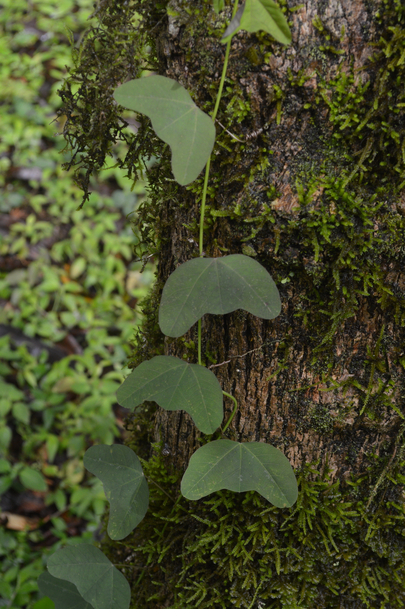 Passiflora indecora image