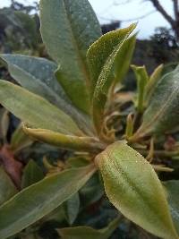 Media resource of Myrsine coriacea