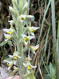 Gomphichis macbridei image