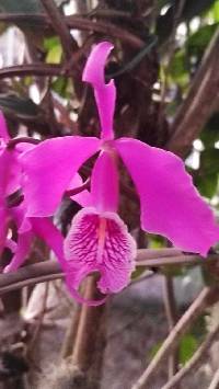 Cattleya maxima image