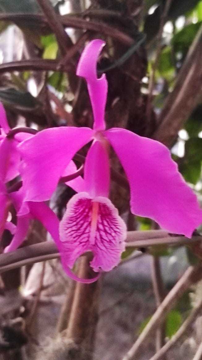 Cattleya image