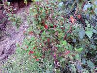 Brachyotum strigosum image